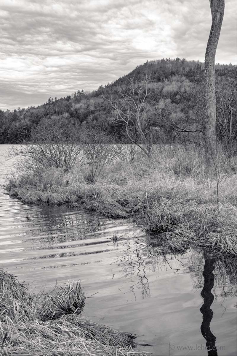 Winter Grass, Tree, Reflection; Post Pond