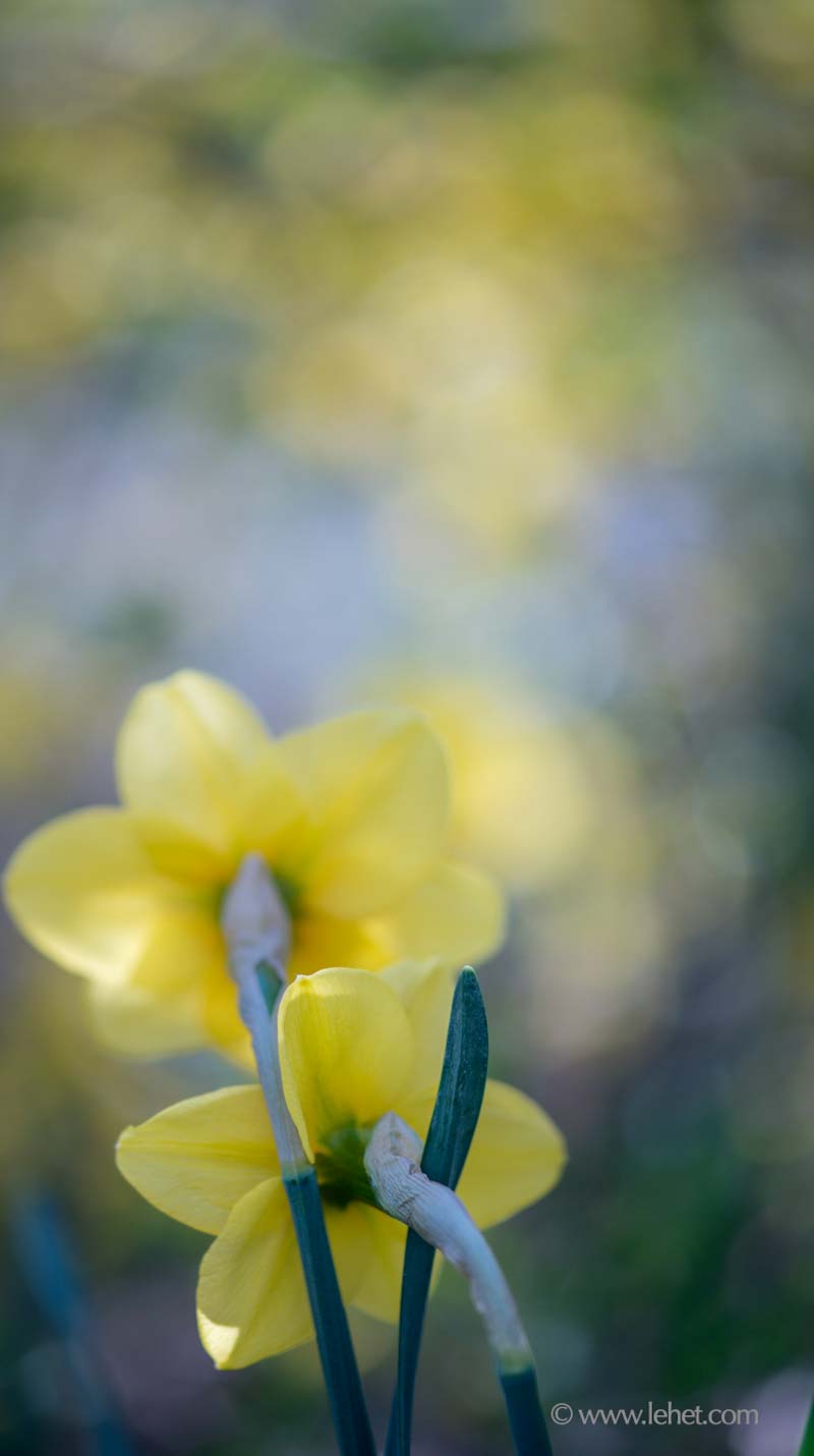 Two Daffodils Facing Forsythia