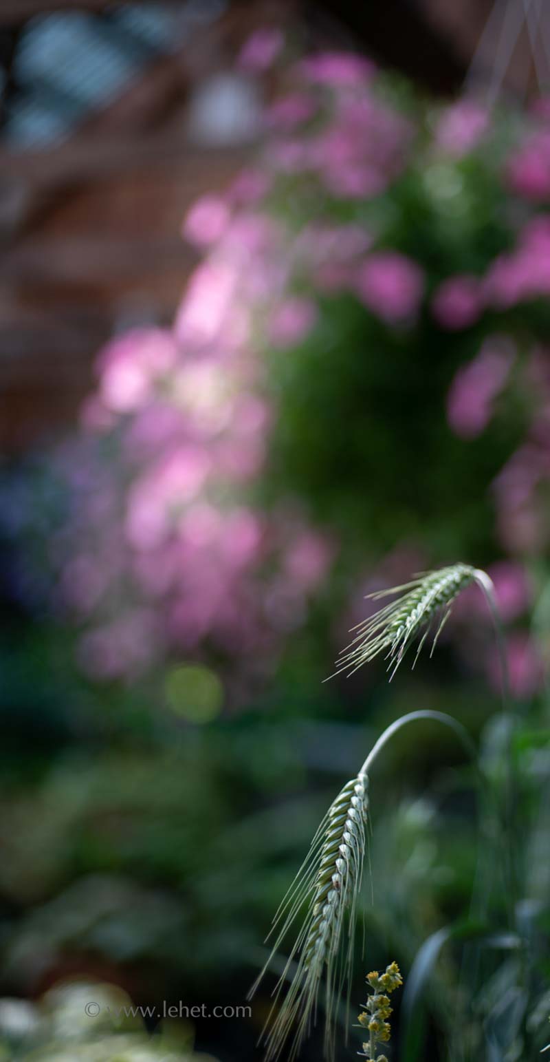 Two Oat Seed Heads with Pink Petunias, Greenhouse