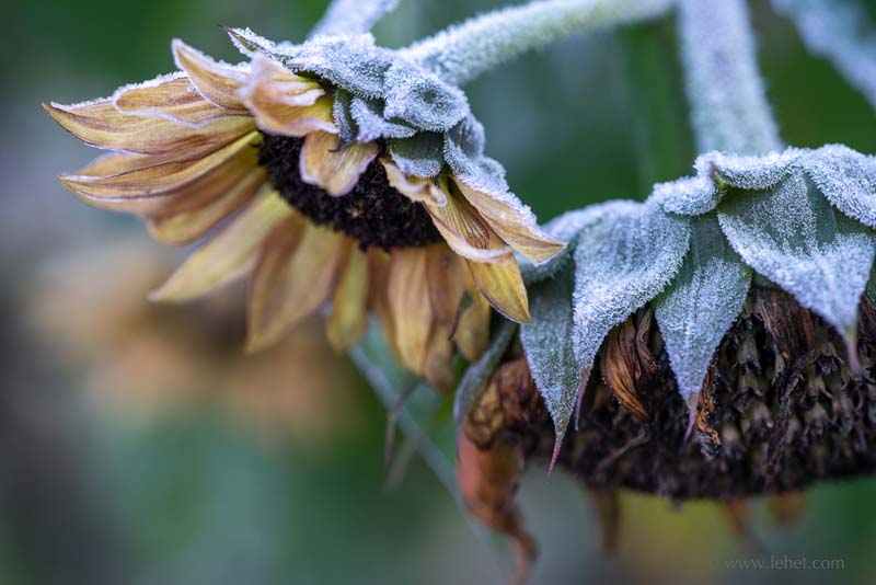 Two Frosted Sunflowers