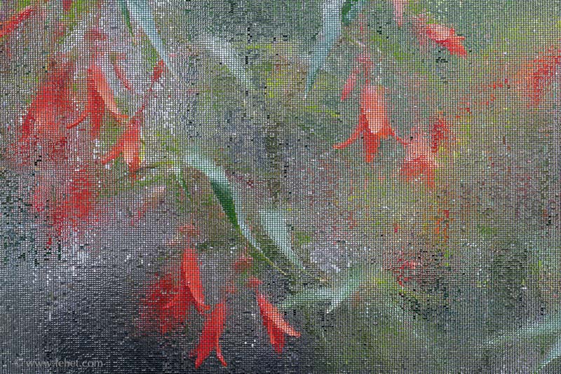 Orange and Scarlet Begonias Through Wet Screen III