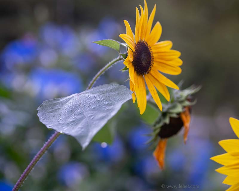 Sunflowers, Dew, in front of Morning Glories