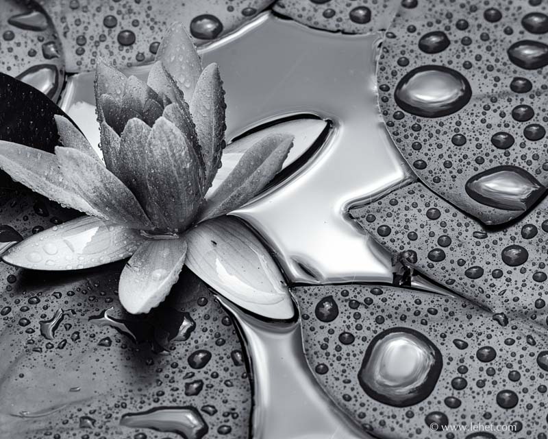 Black and White Waterlily, More Black and White Photos